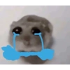 Hamster triste 23