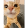 Anomali kucing 24
