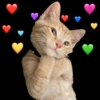 Memes de gatos 10