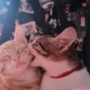 💖Michis dándose amor💖 10