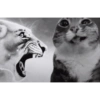 Gatos 6