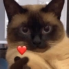 Cat & dog #1 11