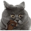Memes Canon 8