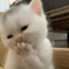 😎 Gatitos pa chatear 😎 5