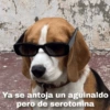 Memes Respuestas 4 13