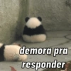 Urso dramático  12