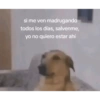 si me ven madrugando todos los días, salvenme, yo no quiero estar ahí