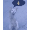 Ama stiker 6