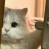 Kucing ngambek  14