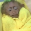 🍌🐒 MONOS 🐒🍌 9