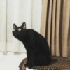 Gatitos 1 26