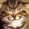 Cat Reaction😹😁 20