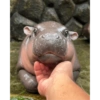 Moo Deng 10
