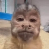 Macaco 🐵 11