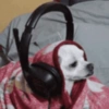 Puppies that are cold 6