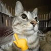 🐱Michitos bonitos🐱 7