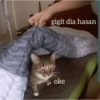 Meow 12