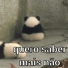 Urso dramático  9