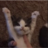 Gatitos Pa' ti & Pa' mi 🥰2 7