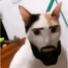 Random bro 2 5