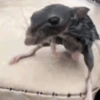 Zip boing boing 24