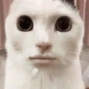 Cat Reaction😹😁 13