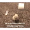 Gatitos 1 7