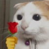 Gatitos Memes😺✨💕7 13