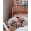 🐶•🐈Parejitas🐈•🐶 16