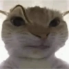 Meme ngakak(edisi kucing) 29