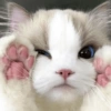 Kucing ngambek  5