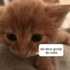 Reações gatinhos 11