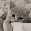 Kucing ngambek  10