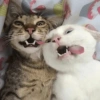 🐶•🐈Parejitas🐈•🐶 9
