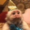 Macaquinhos🐒 9
