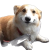 Random para whatsapp 🐶 25