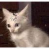 Gatinhos 18