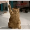 Meow 27