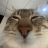 💕🐱Michitos para tus chats🐱💕 15
