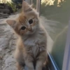 Cute cat / kucing lucu 17
