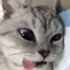🐱Michitos bonitos🐱 14