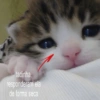 Reações gatinhos 12