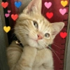 Reações gatinhos 14