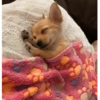 Puppies that are cold 15