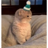 Angry cat 11