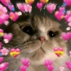 Gatos Amor🩷💙❤️💚💛 27