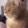 Cute cat / kucing lucu 6