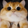 🧿Animalitos cute para chat 2 8