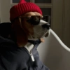 Puppies that are cold 7