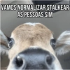 Pets Fofos Memes 5 🐾 7
